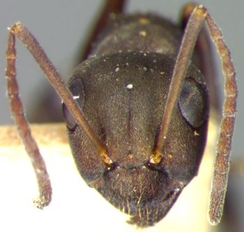 Media type: image; Entomology 9215   Aspect: head frontal view